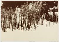Mountain Grove, 1975 and Sunflowers After, 1972