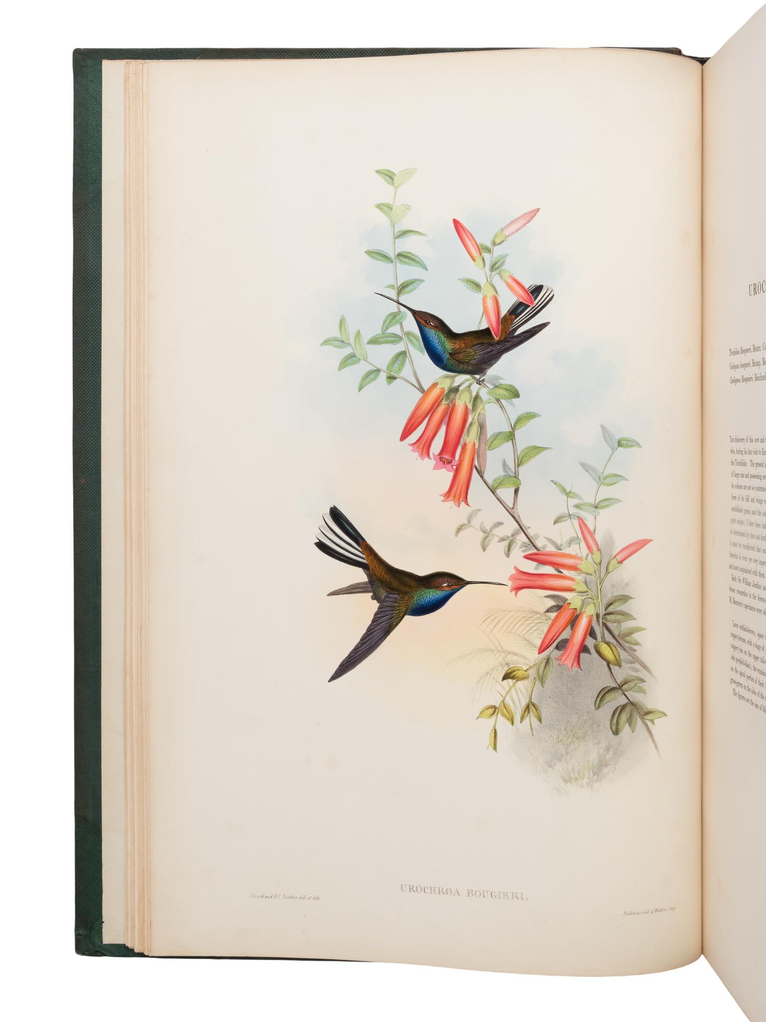 [NATURAL HISTORY]. GOULD, John (1804-1881). A Monograph of the Trochilidae, or Family of Humming-Birds . London: Taylor and Francis for the Author, [1849-] 1861.