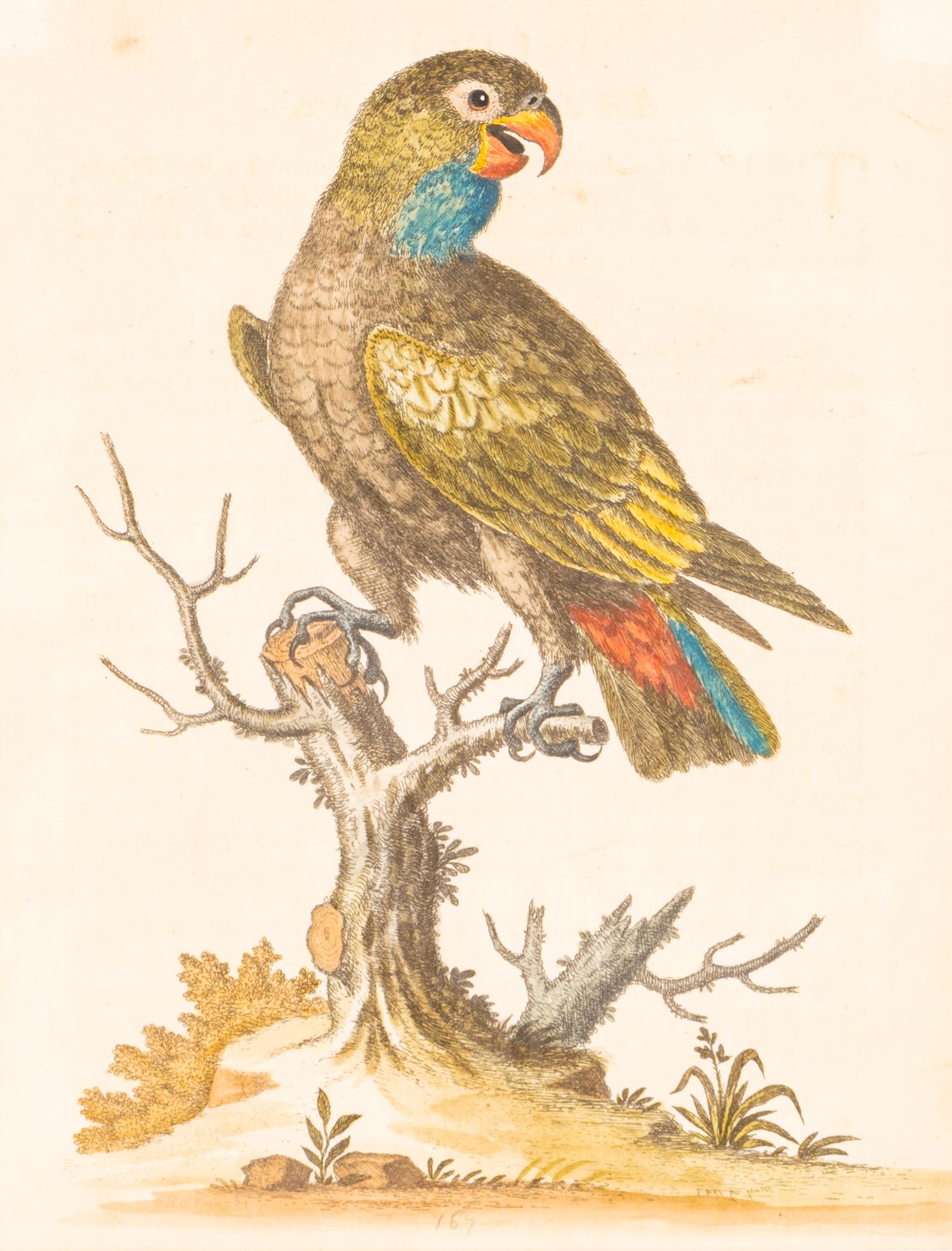 A Group of Nine Hand-Colored Engravings of Birds
