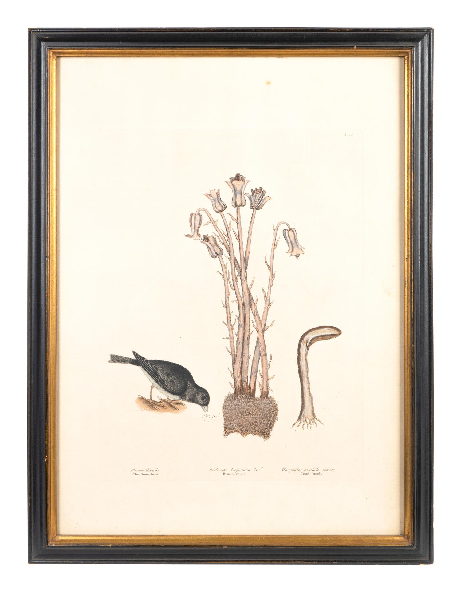 Six Colored Botanical Engravings