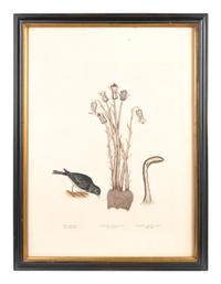 Six Colored Botanical Engravings