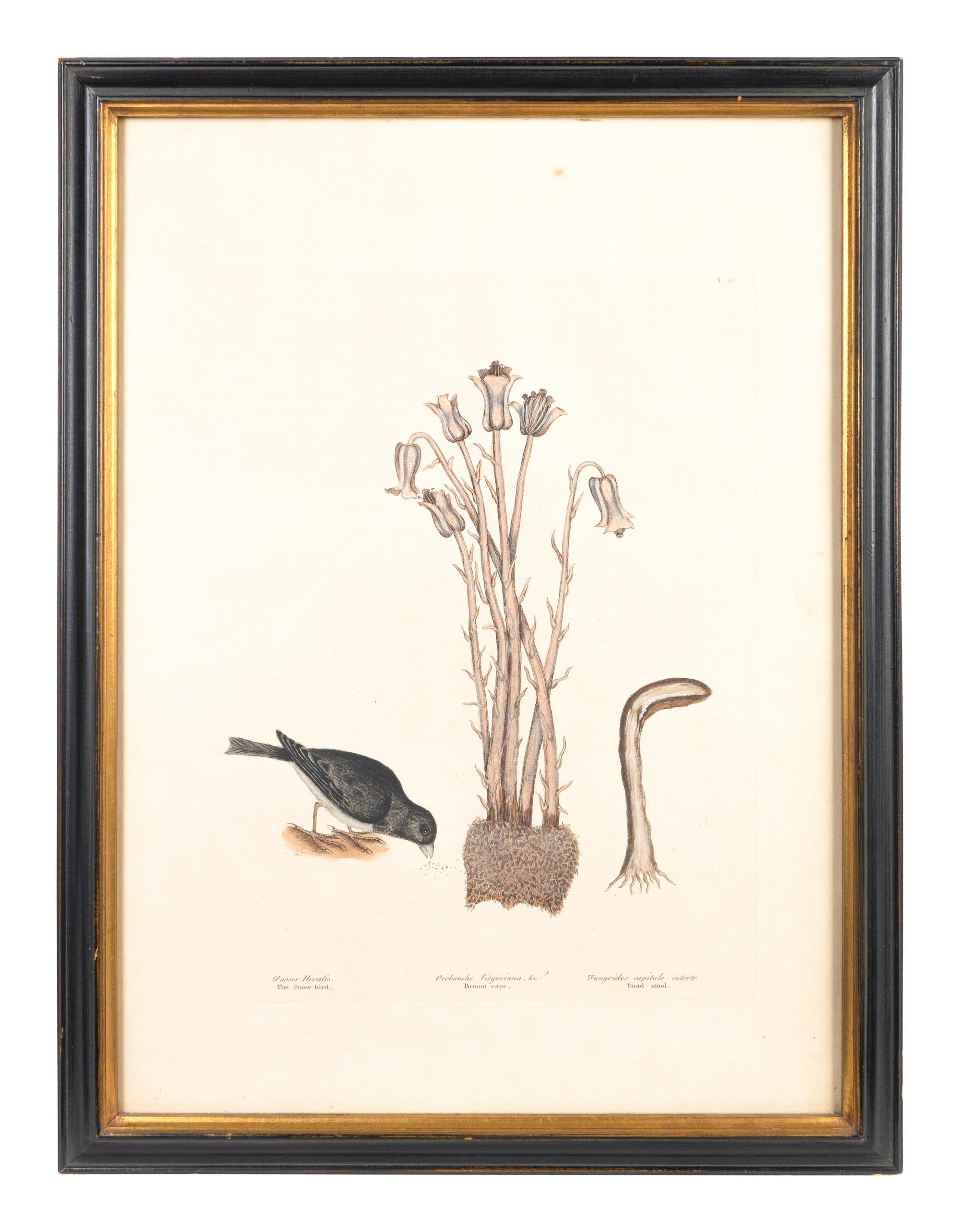 Six Colored Botanical Engravings