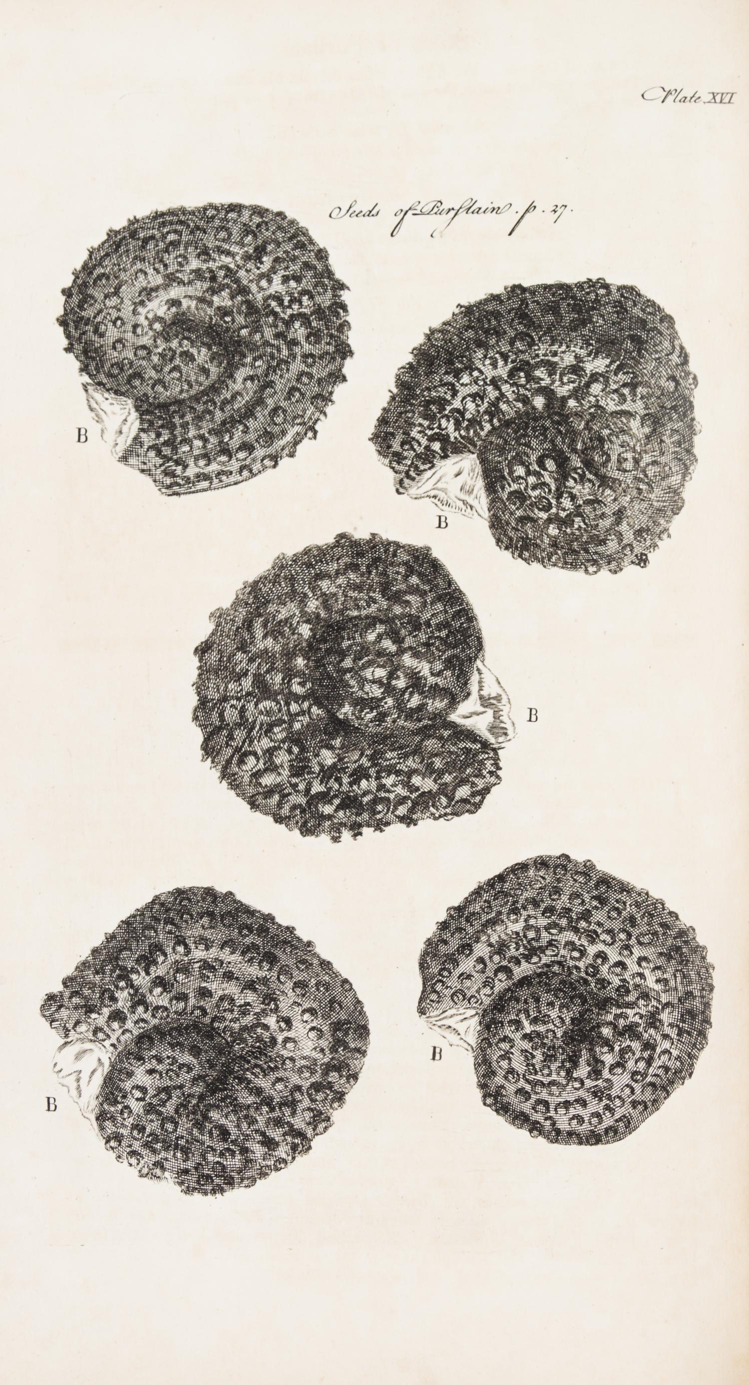 HOOKE, ROBERT. Micrographia Restaurata... London, 1745. Second edition, complete.
