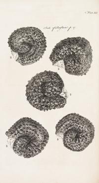 HOOKE, ROBERT. Micrographia Restaurata... London, 1745. Second edition, complete.