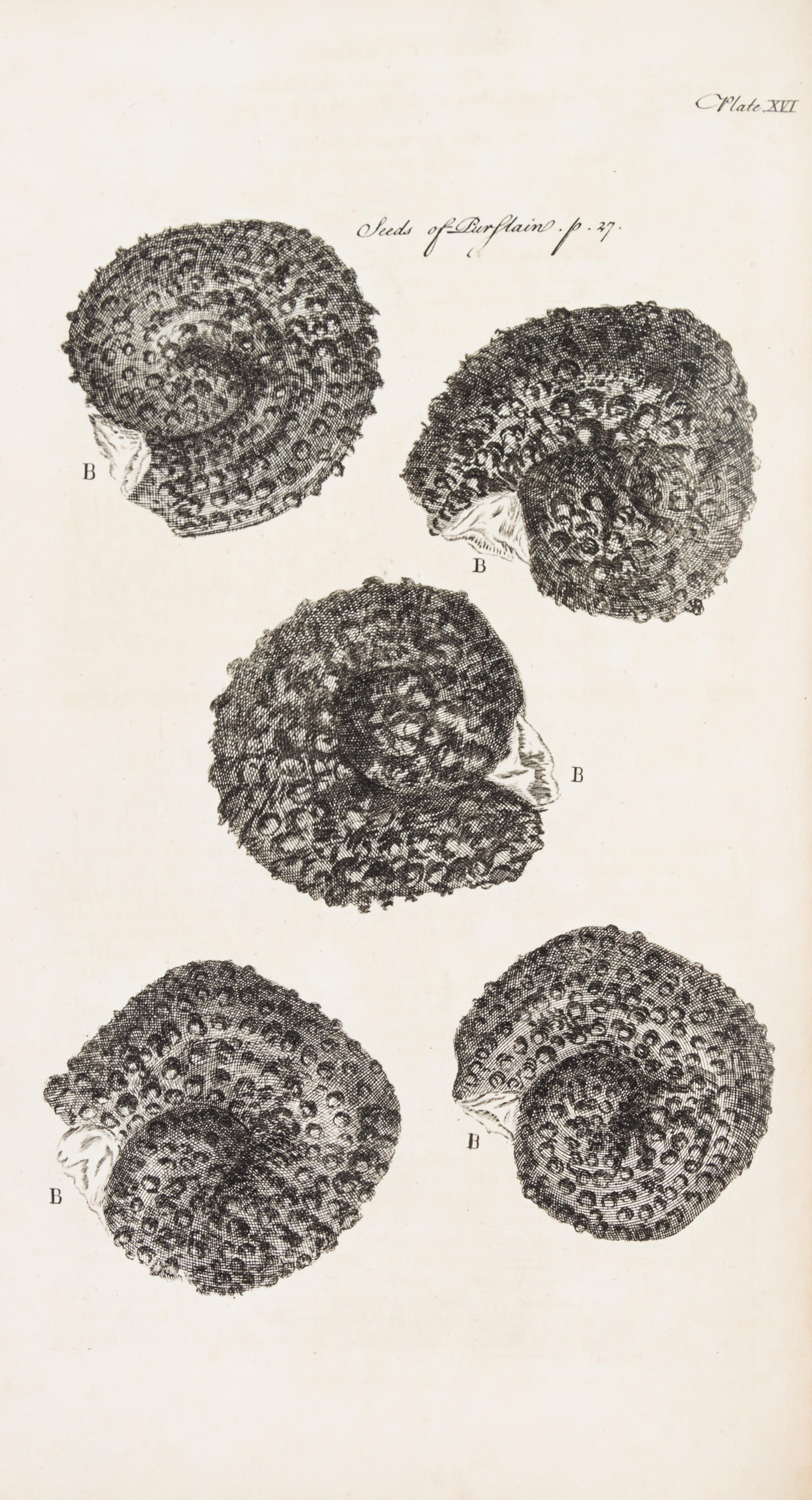 HOOKE, ROBERT. Micrographia Restaurata... London, 1745. Second edition, complete.