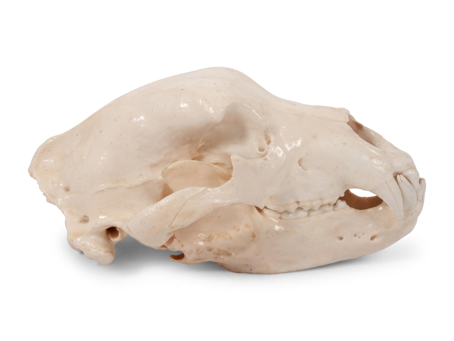 A Large Taxidermy Brown Bear Wall Hanging or Rug
