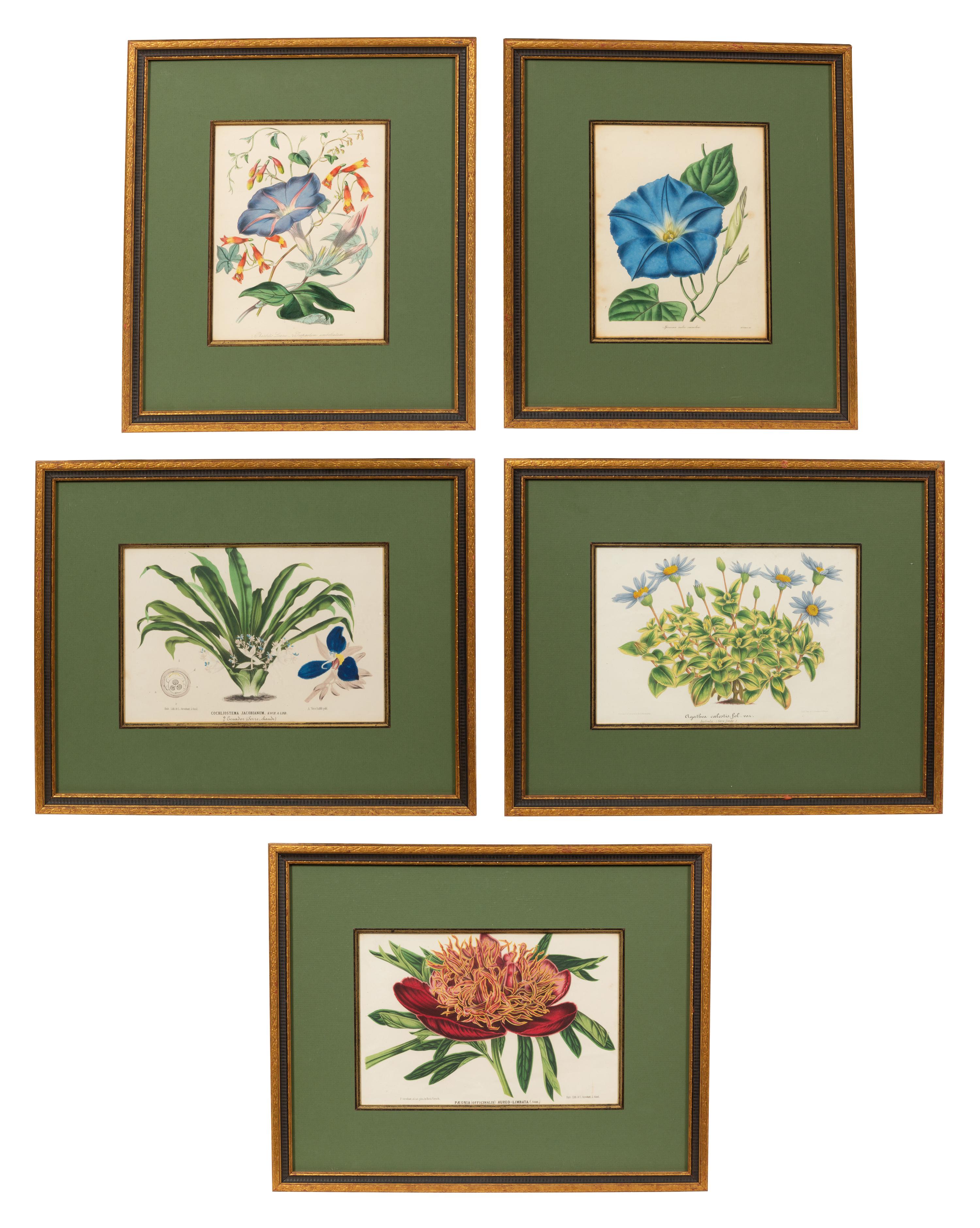 A Set of Five Botanical Lithographs