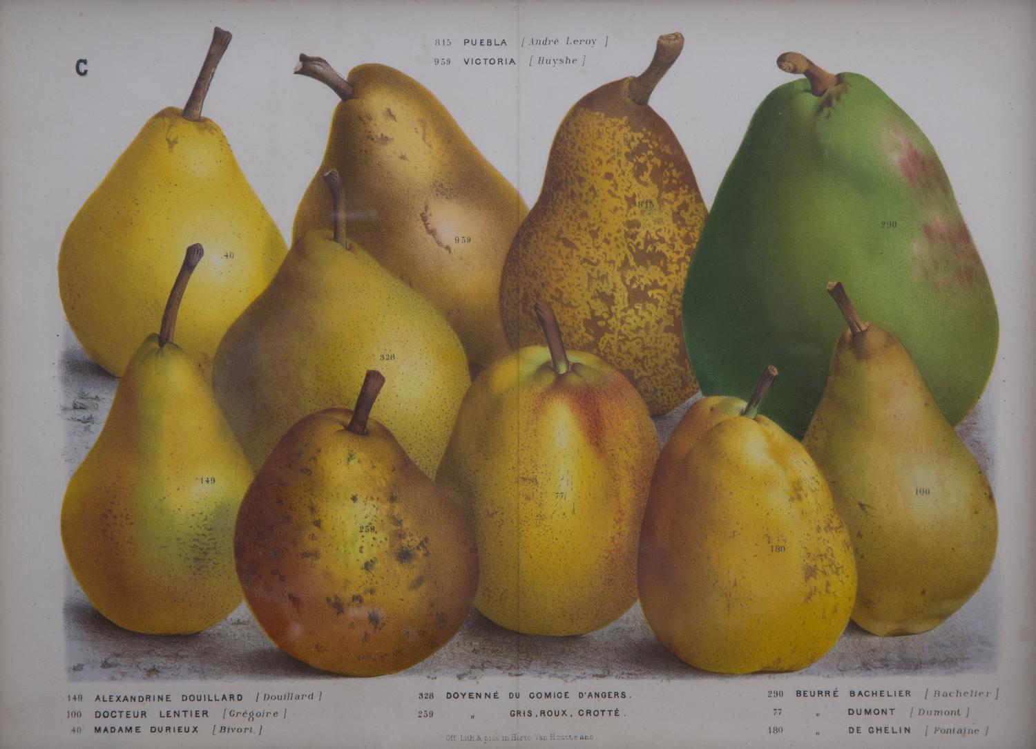 A Collection of Eight Chromolithographs of Pears 9 1/2 x 13 inches.