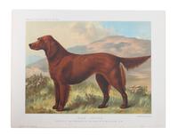 Eleven Hand Colored Dog Prints Height 71/2 x 9 inches — 19TH/20TH CENTURY