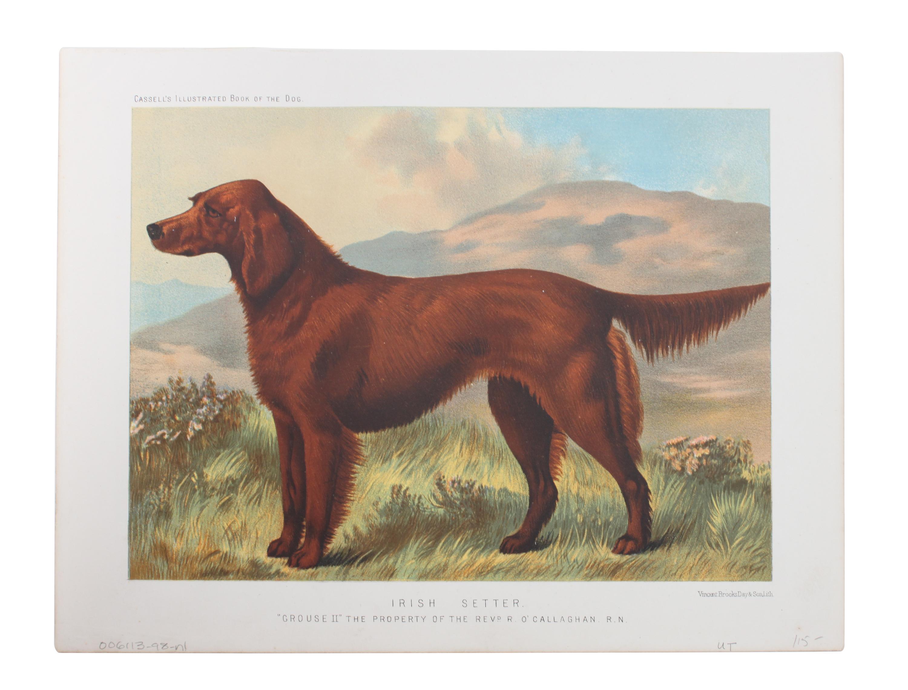 Eleven Hand Colored Dog Prints Height 71/2 x 9 inches — 19TH/20TH CENTURY