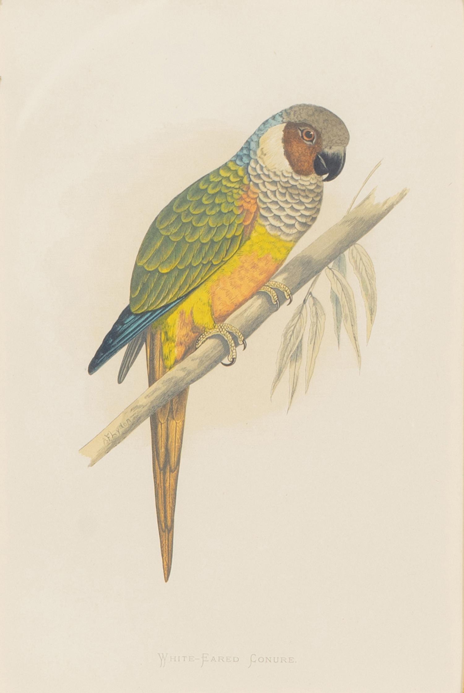 A Set of Four Framed Prints Depicting Parrots