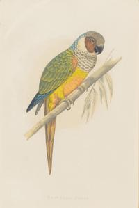 A Set of Four Framed Prints Depicting Parrots