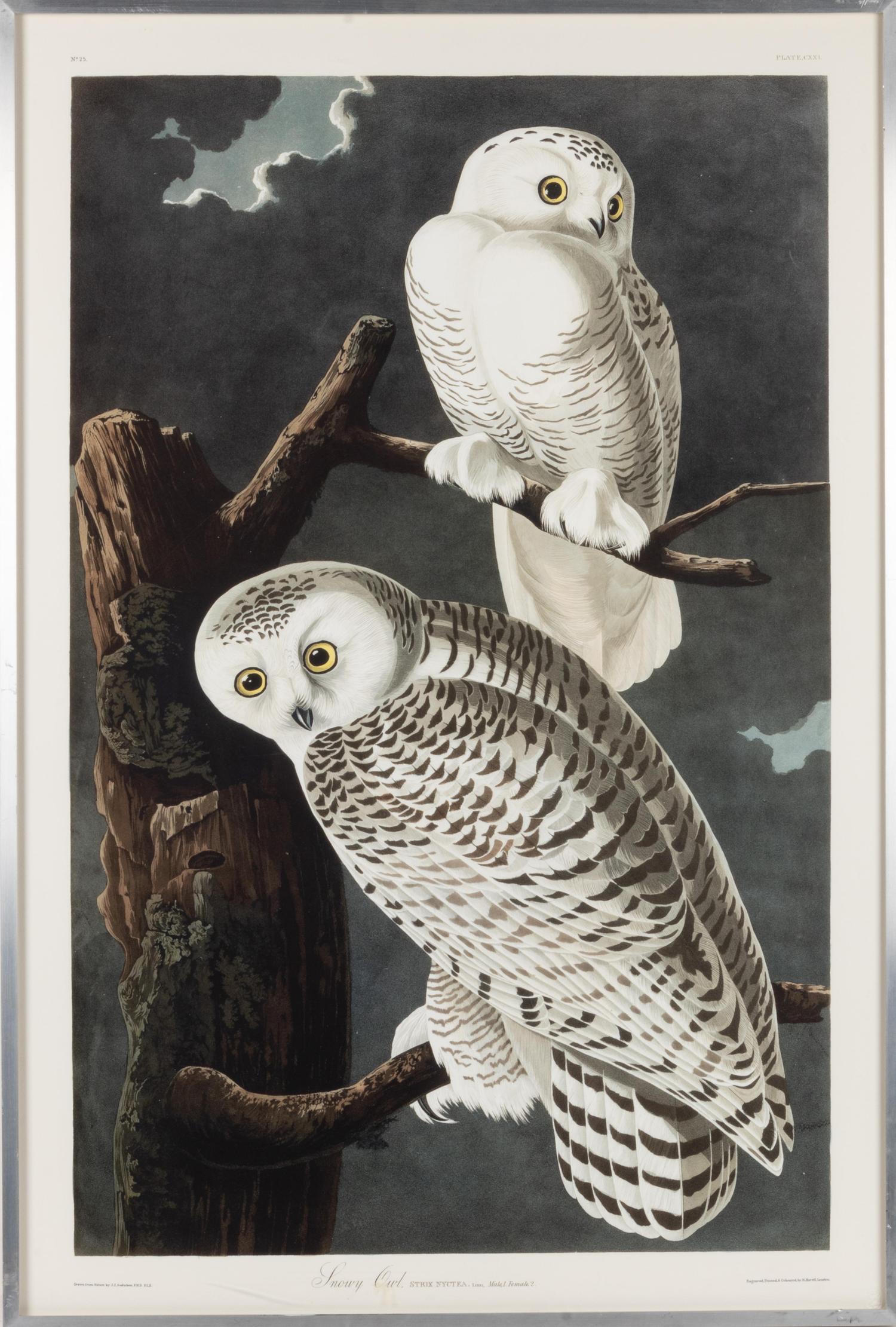 [NATURAL HISTORY] (AUDUBON, John James, after)