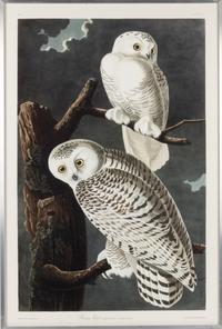 [NATURAL HISTORY] (AUDUBON, John James, after)