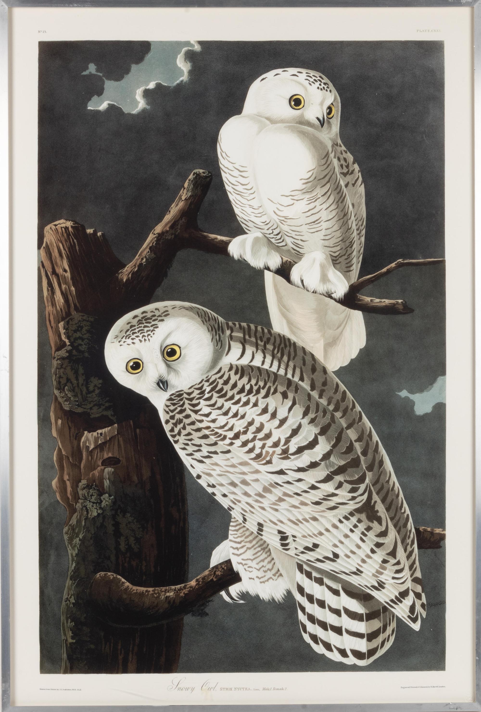 [NATURAL HISTORY] (AUDUBON, John James, after)