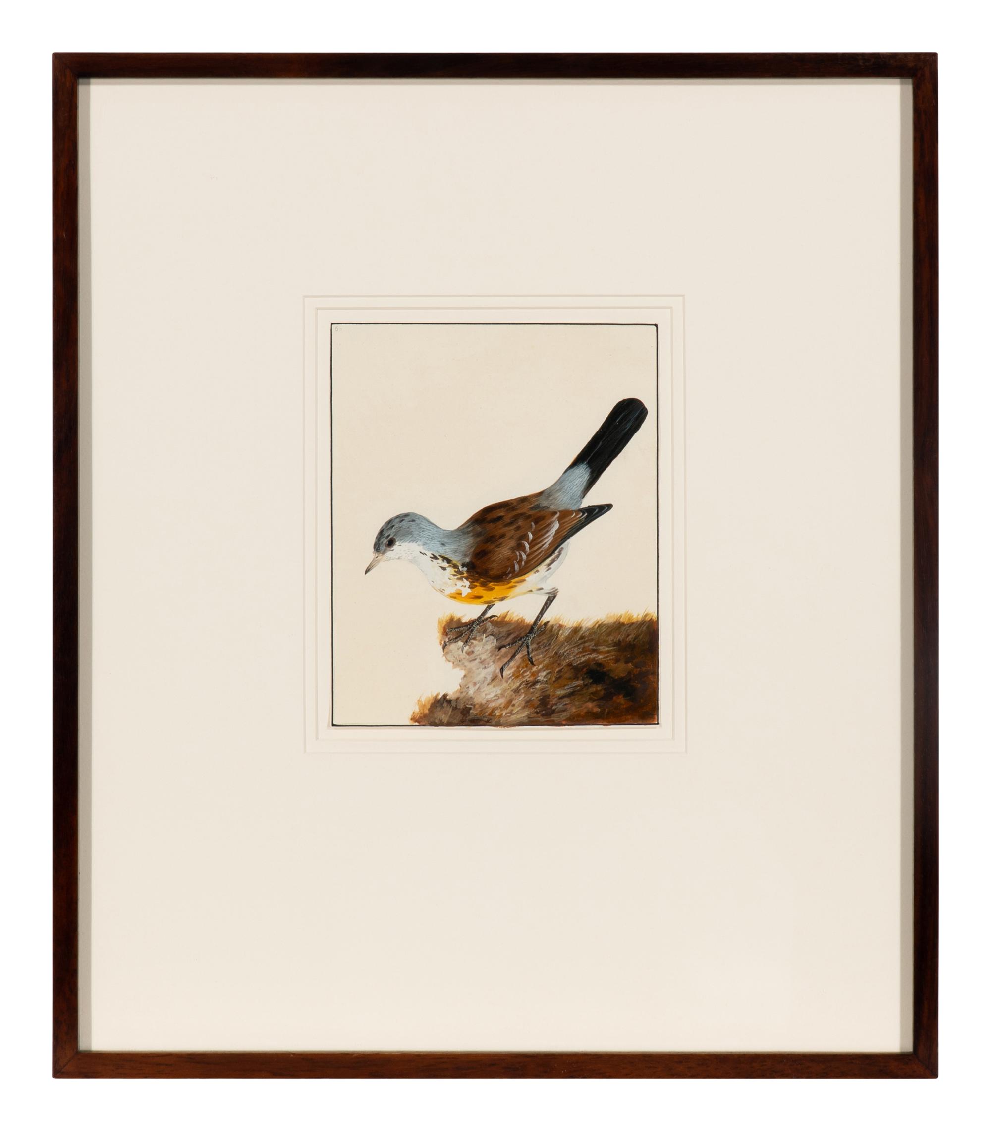 Six Bird Portraits