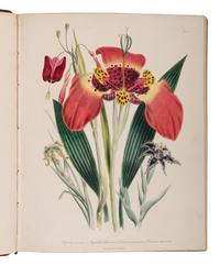[NATURAL HISTORY]. LOUDON, Jane Webb (1807-1858). The Ladies' Flower-Garden of Ornamental Bulbous Plants [and] Ornamental Greenhouse Plants . London: William Smith, 1841, 1848.