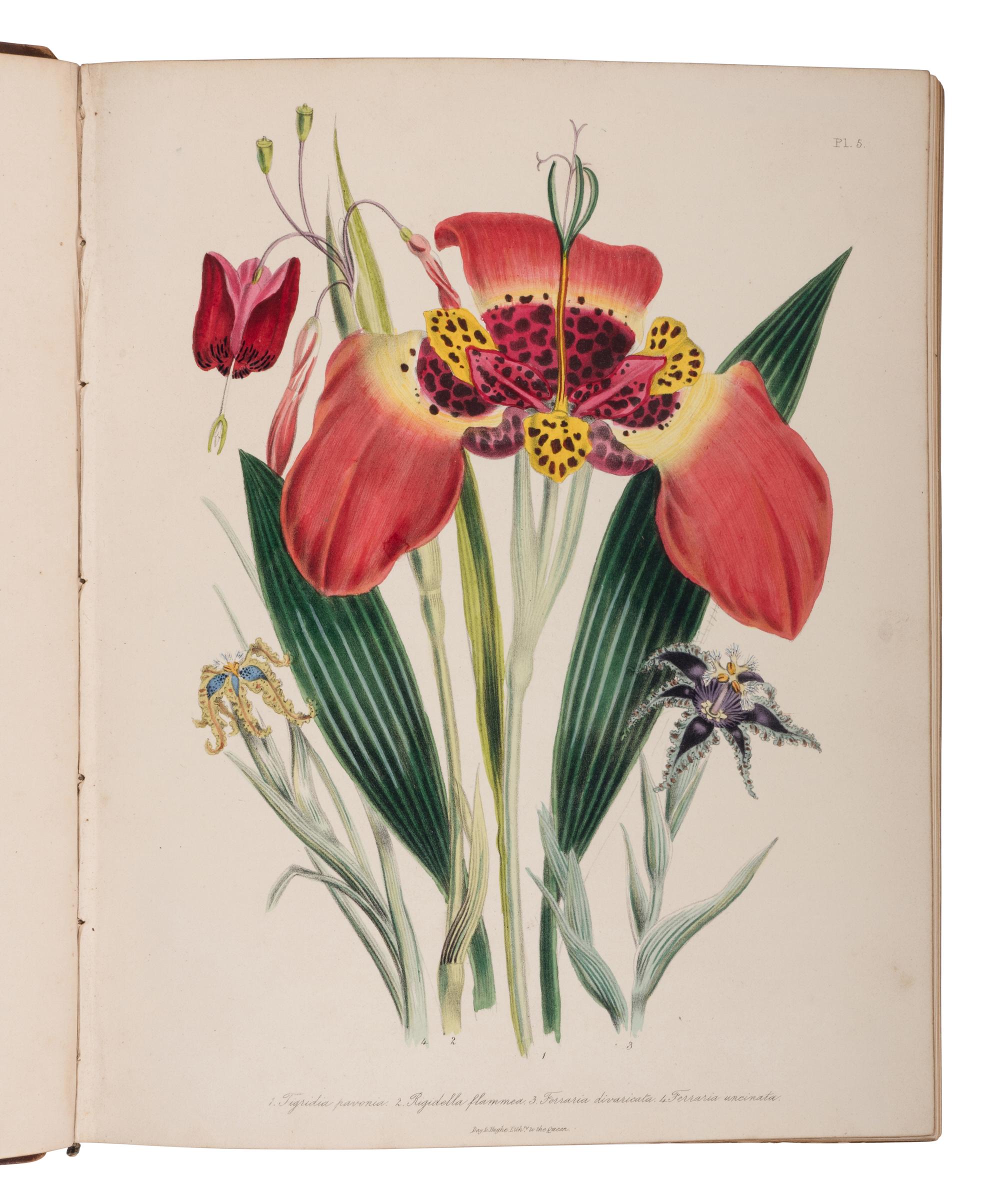 [NATURAL HISTORY]. LOUDON, Jane Webb (1807-1858). The Ladies' Flower-Garden of Ornamental Bulbous Plants [and] Ornamental Greenhouse Plants . London: William Smith, 1841, 1848.