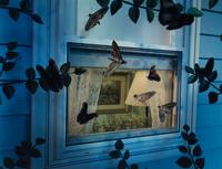 Untitled (Insect Window ), 1994