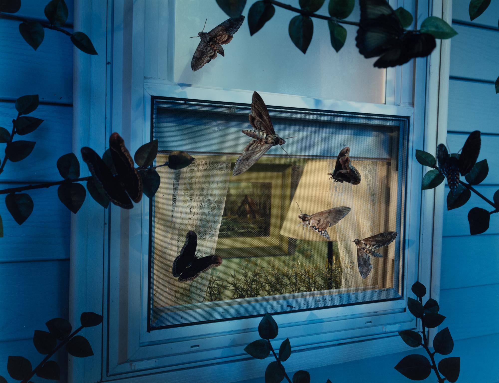 Untitled (Insect Window ), 1994