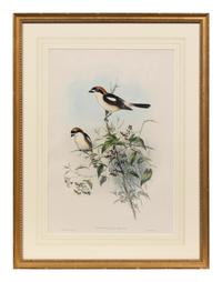 John Gould and H.C. Richter (British, 19th Century)