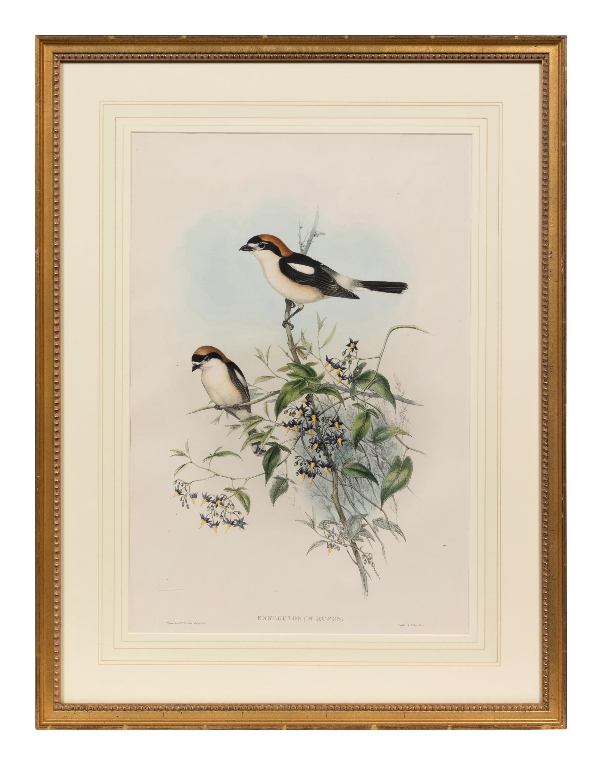 John Gould and H.C. Richter (British, 19th Century)