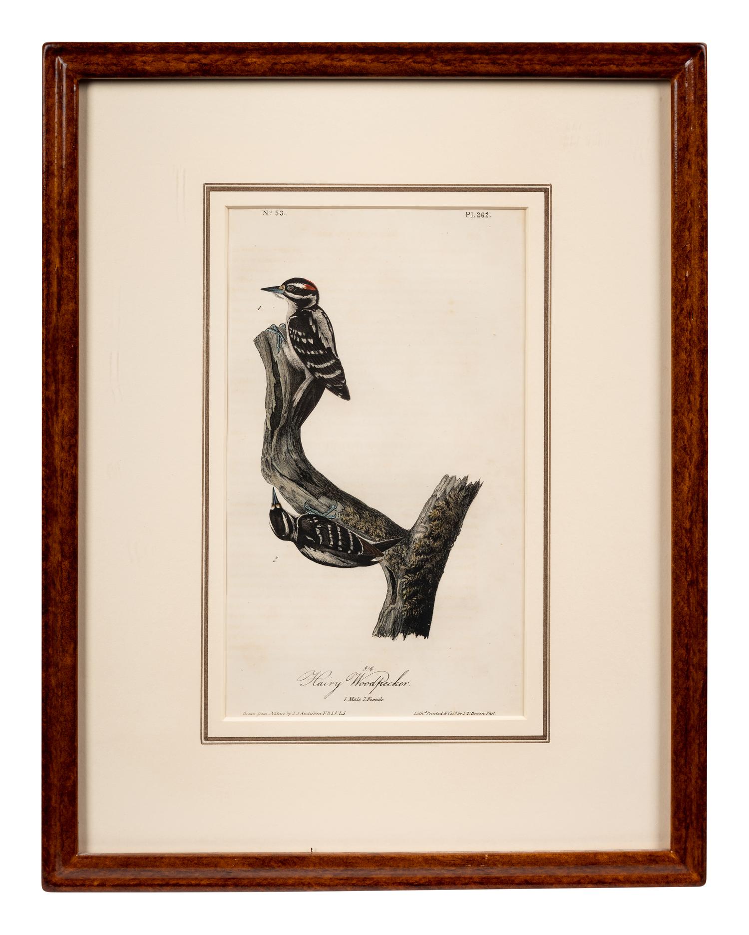 Grouped, see item 1 | A Group of Four Prints of Ground Fowl and Woodpeckers, after John James Audubon (1785-1851)
