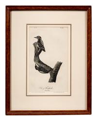 Grouped, see item 1 | A Group of Four Prints of Ground Fowl and Woodpeckers, after John James Audubon (1785-1851)