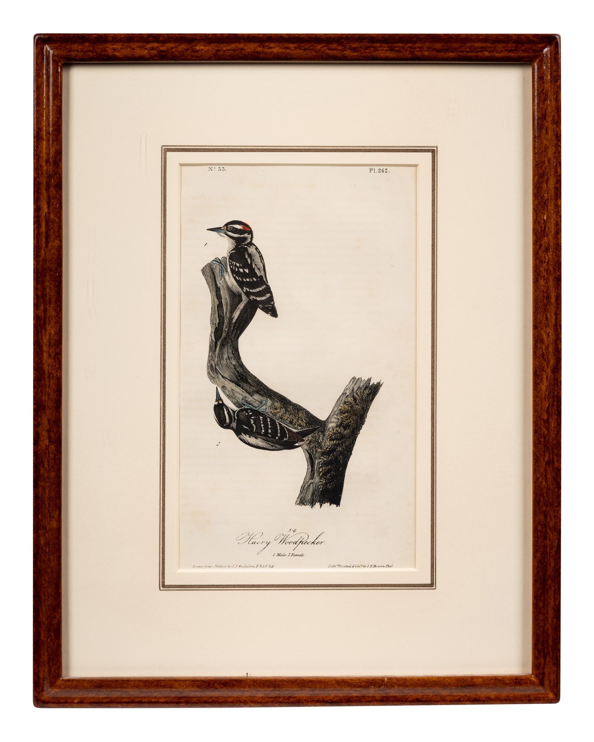 Grouped, see item 1 | A Group of Four Prints of Ground Fowl and Woodpeckers, after John James Audubon (1785-1851)