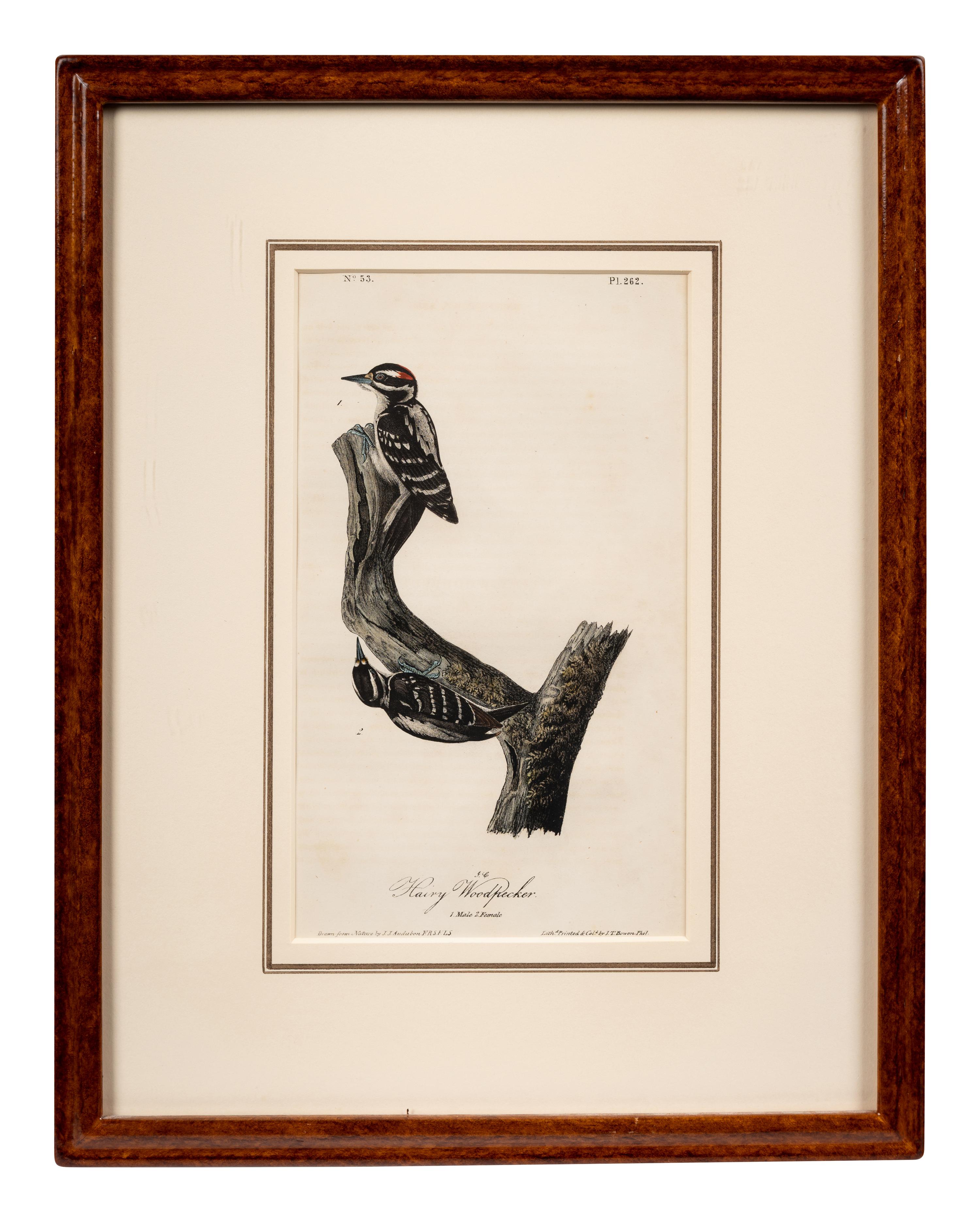 Grouped, see item 1 | A Group of Four Prints of Ground Fowl and Woodpeckers, after John James Audubon (1785-1851)