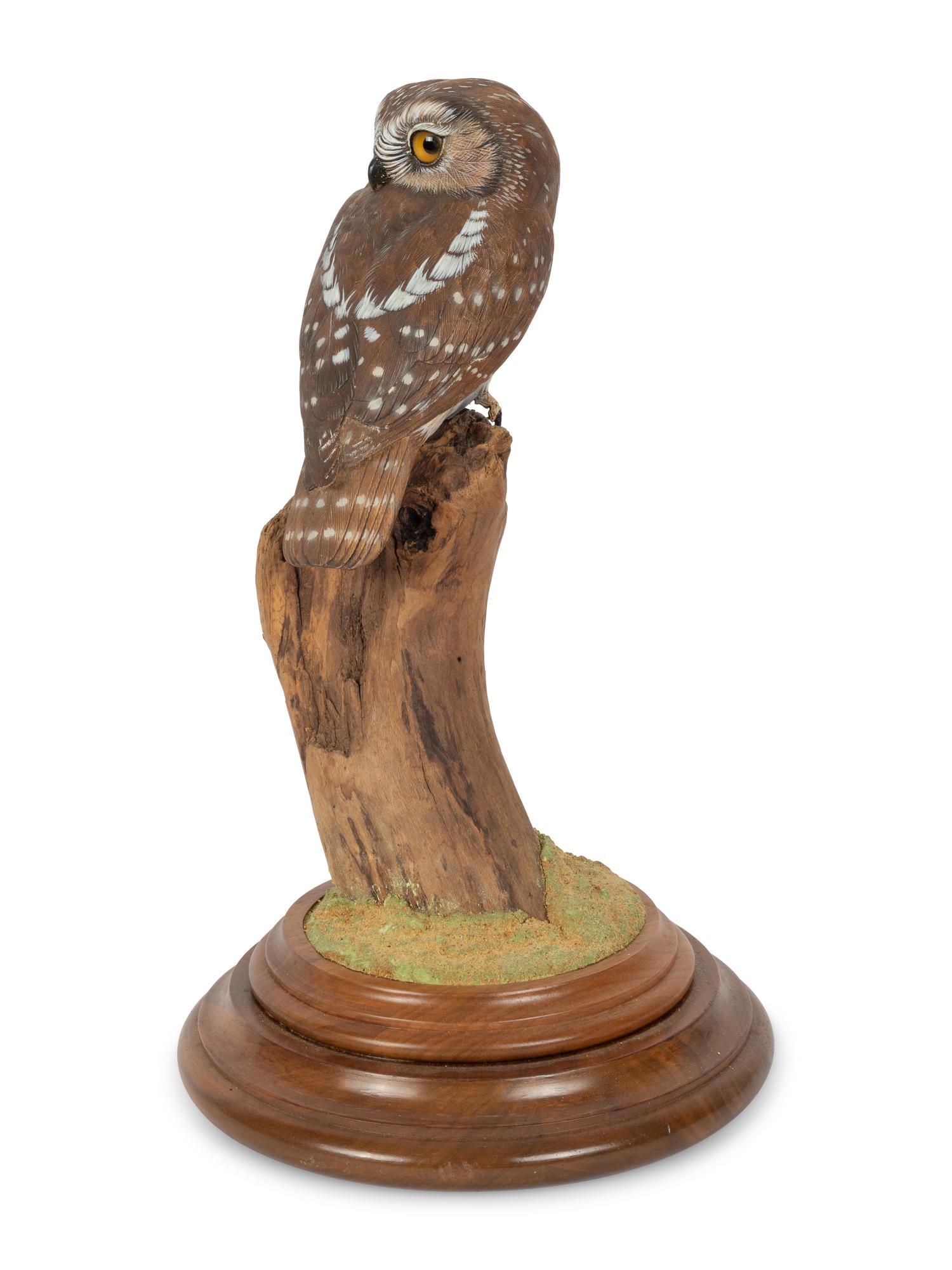 Saw Whet Owl