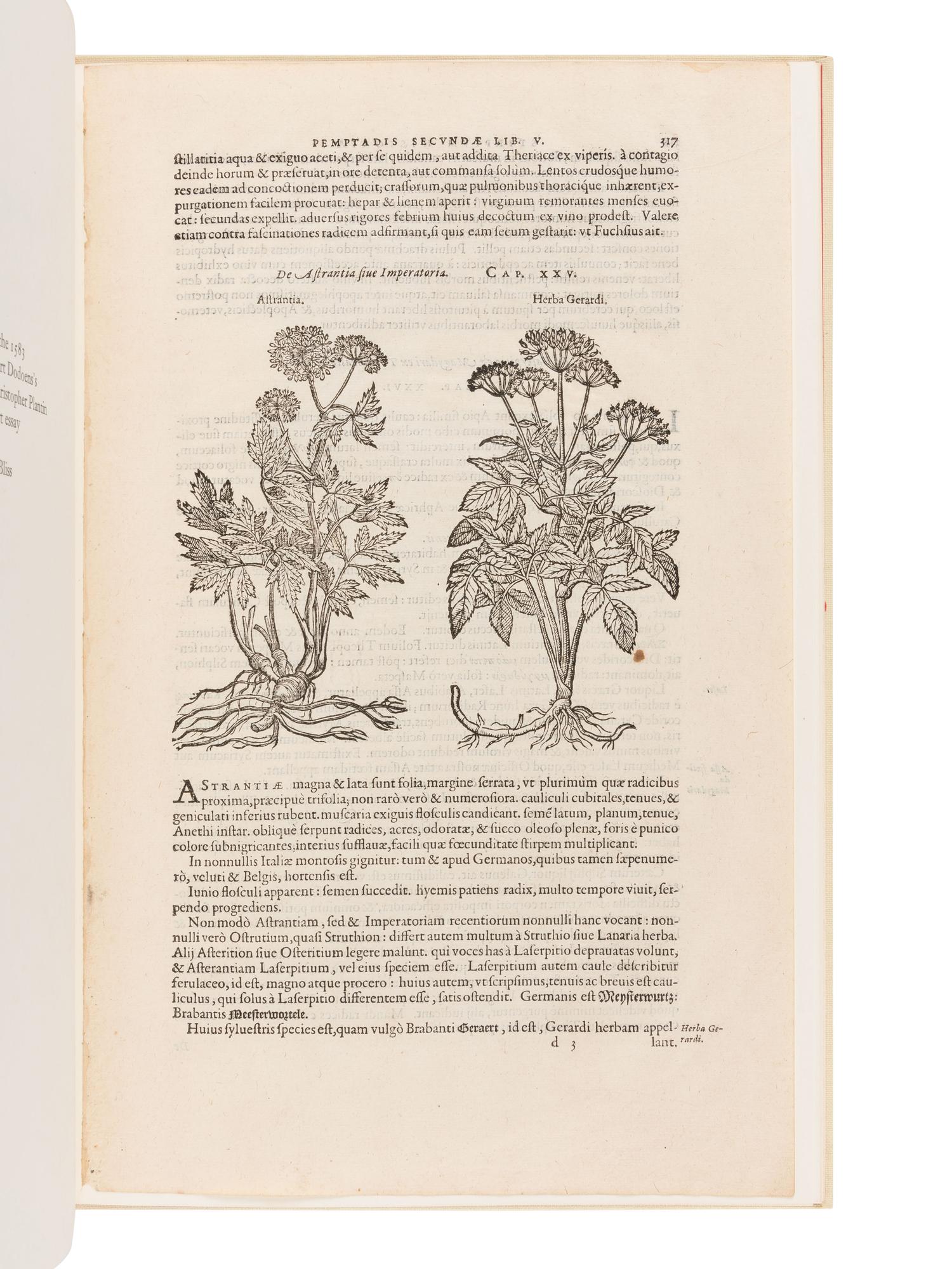 [BOOK CLUB OF CALIFORNIA]. [DODOENS, Rembert (1517-1585)]. A Leaf from the 1583 Rembert Dodoens Herbal Printed By Christopher Plantin. San Francisco: The Book Club of California, 1977.