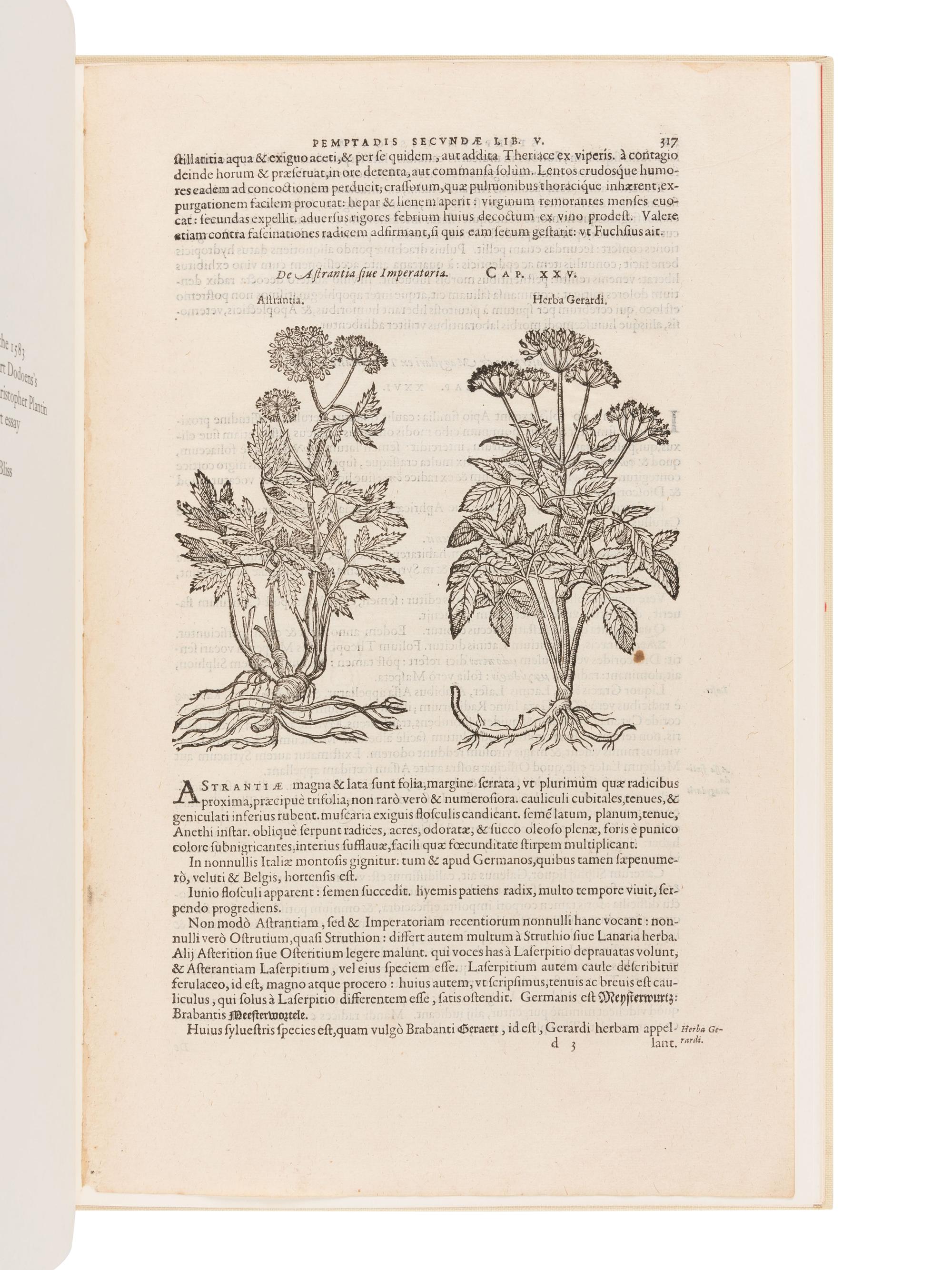 [BOOK CLUB OF CALIFORNIA]. [DODOENS, Rembert (1517-1585)]. A Leaf from the 1583 Rembert Dodoens Herbal Printed By Christopher Plantin. San Francisco: The Book Club of California, 1977.