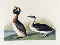 (AUDUBON, JOHN JAMES, after) HAVELL, ROBERT. Horned Grebe, Podiceps Commitus, plate CCLIX