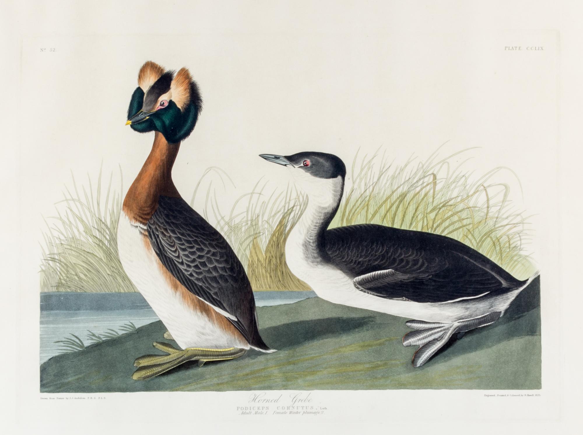 (AUDUBON, JOHN JAMES, after) HAVELL, ROBERT. Horned Grebe, Podiceps Commitus, plate CCLIX