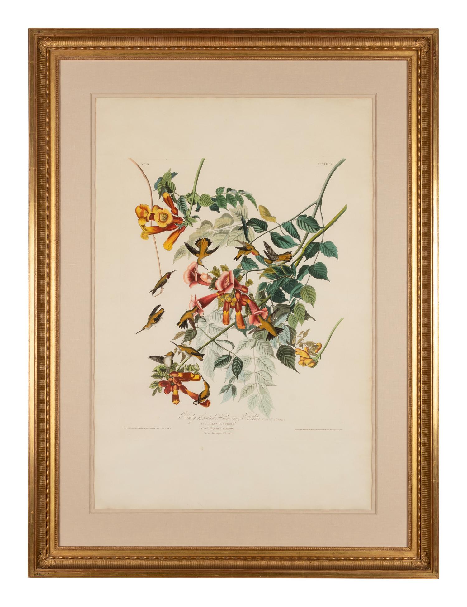 AUDUBON, John James (1785-1851)