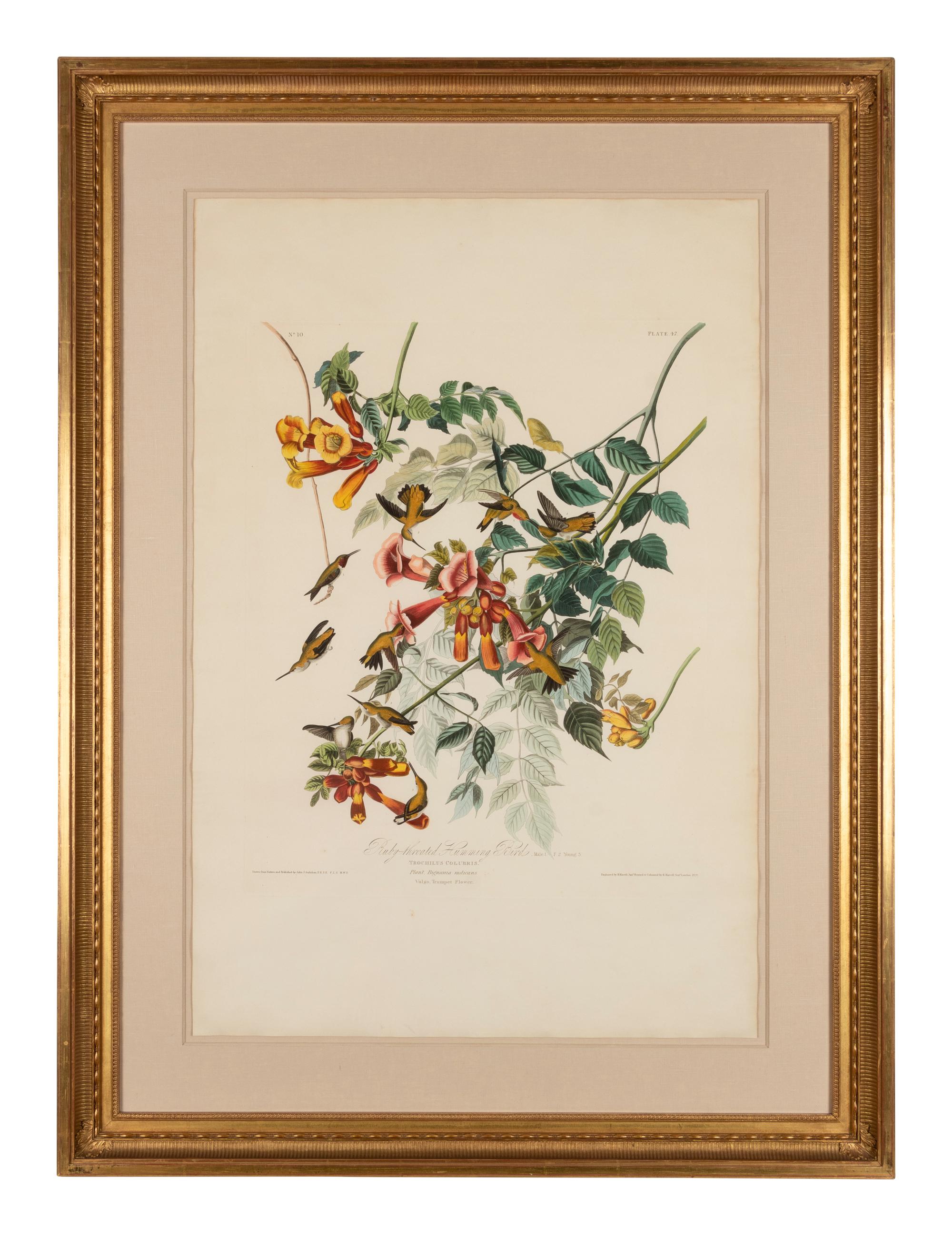 AUDUBON, John James (1785-1851)