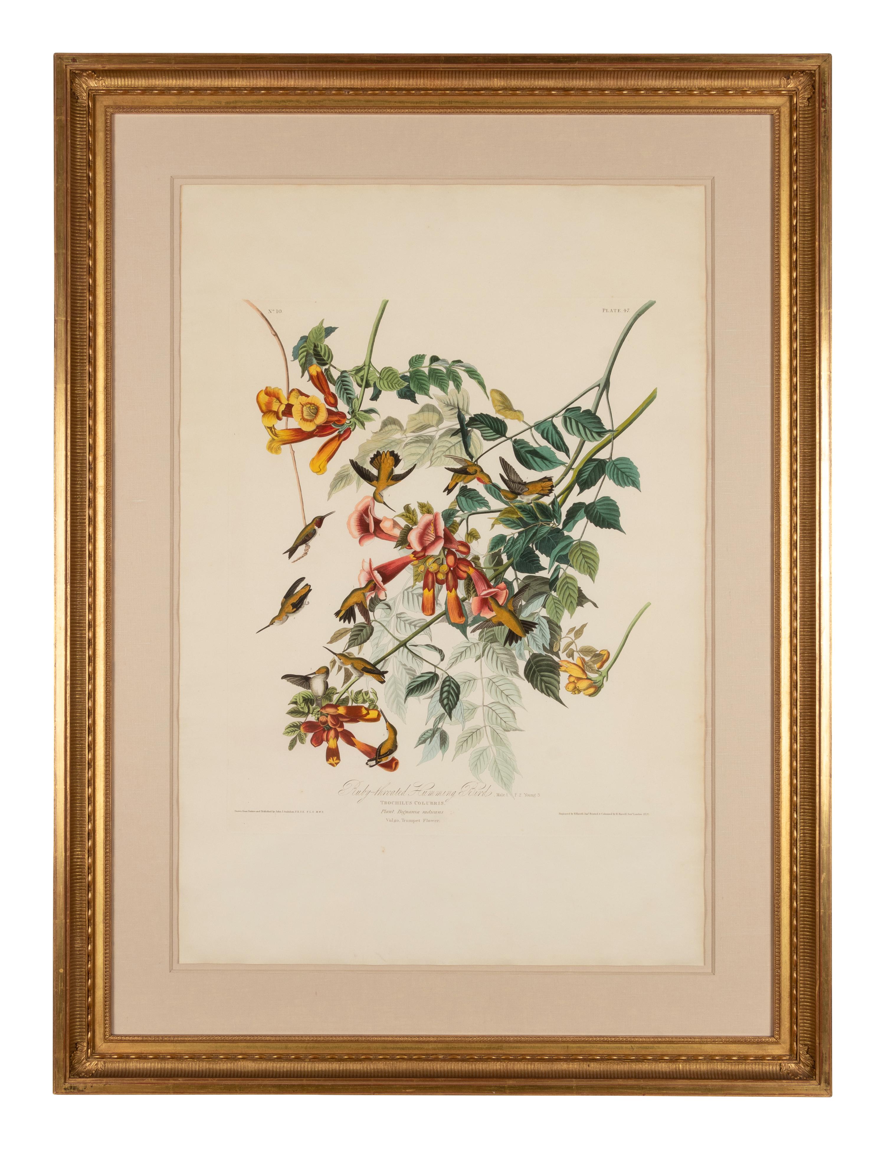AUDUBON, John James (1785-1851)