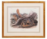 After John James Audubon (American, 1785-1851)