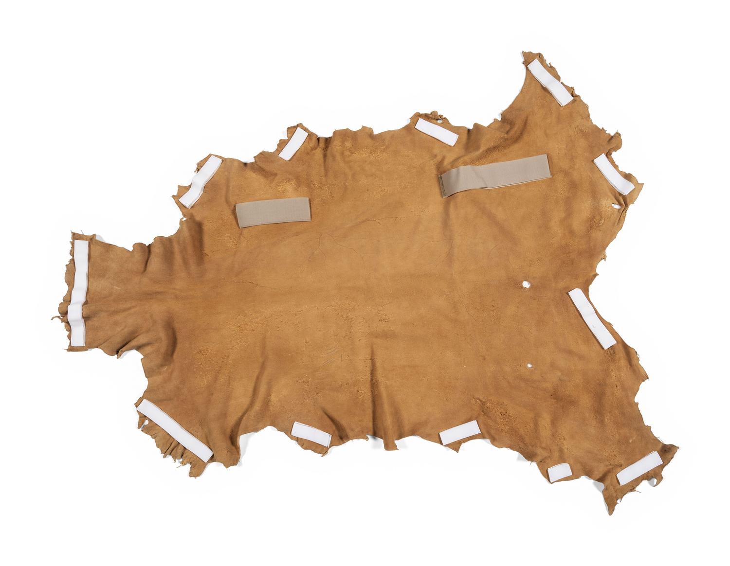 Painted Hide