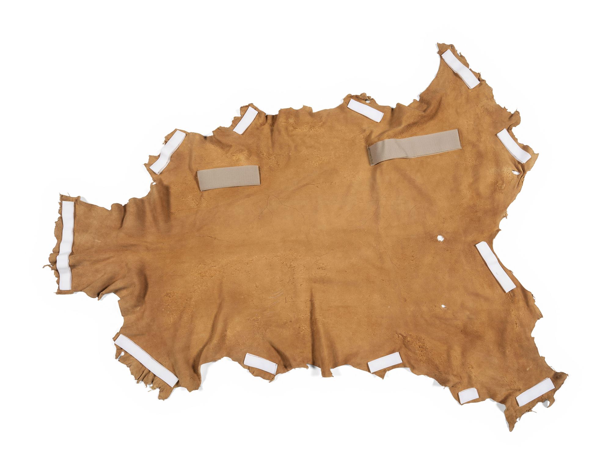 Painted Hide