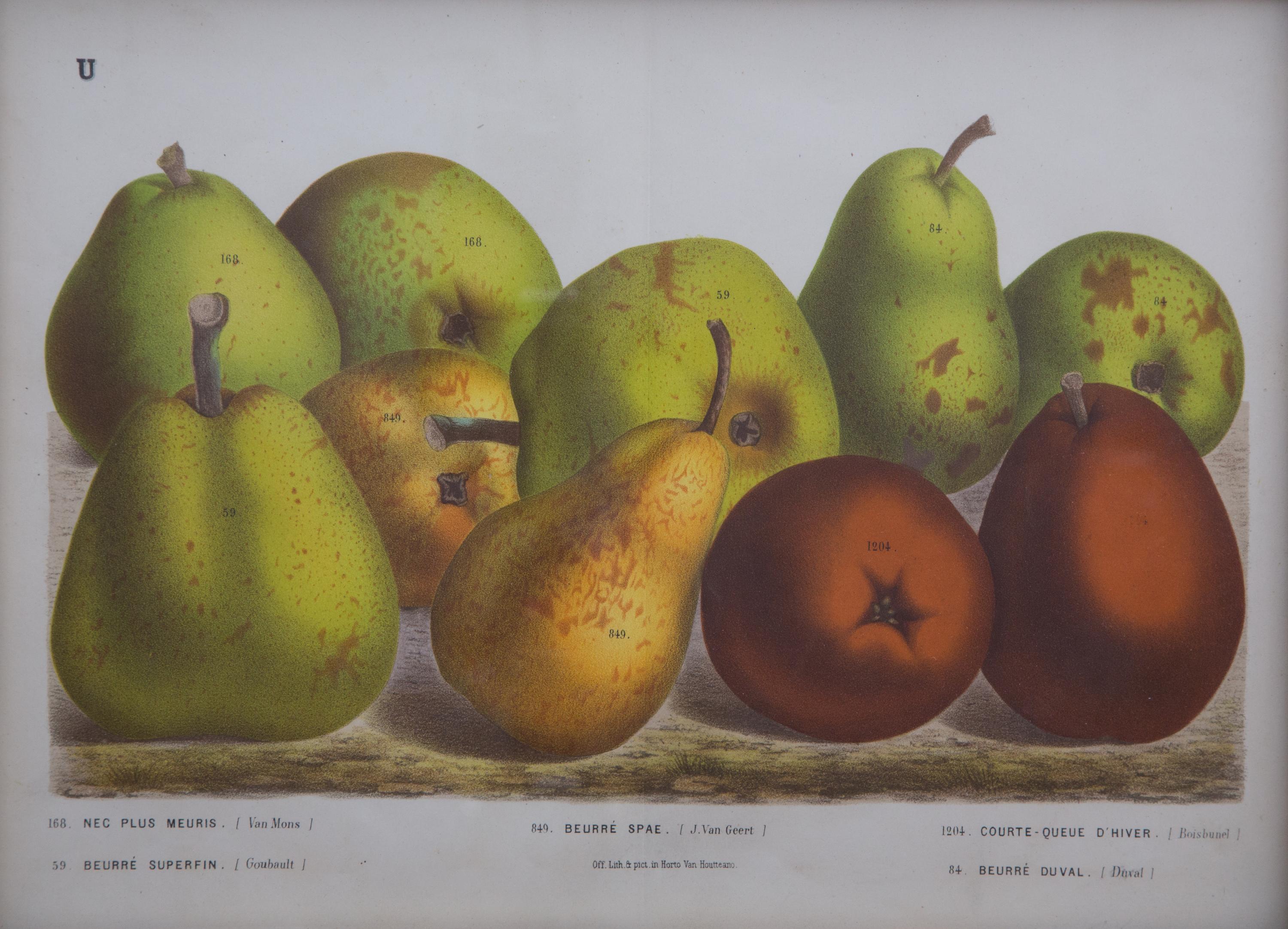 A Collection of Eight Chromolithographs of Pears 9 1/2 x 13 inches.