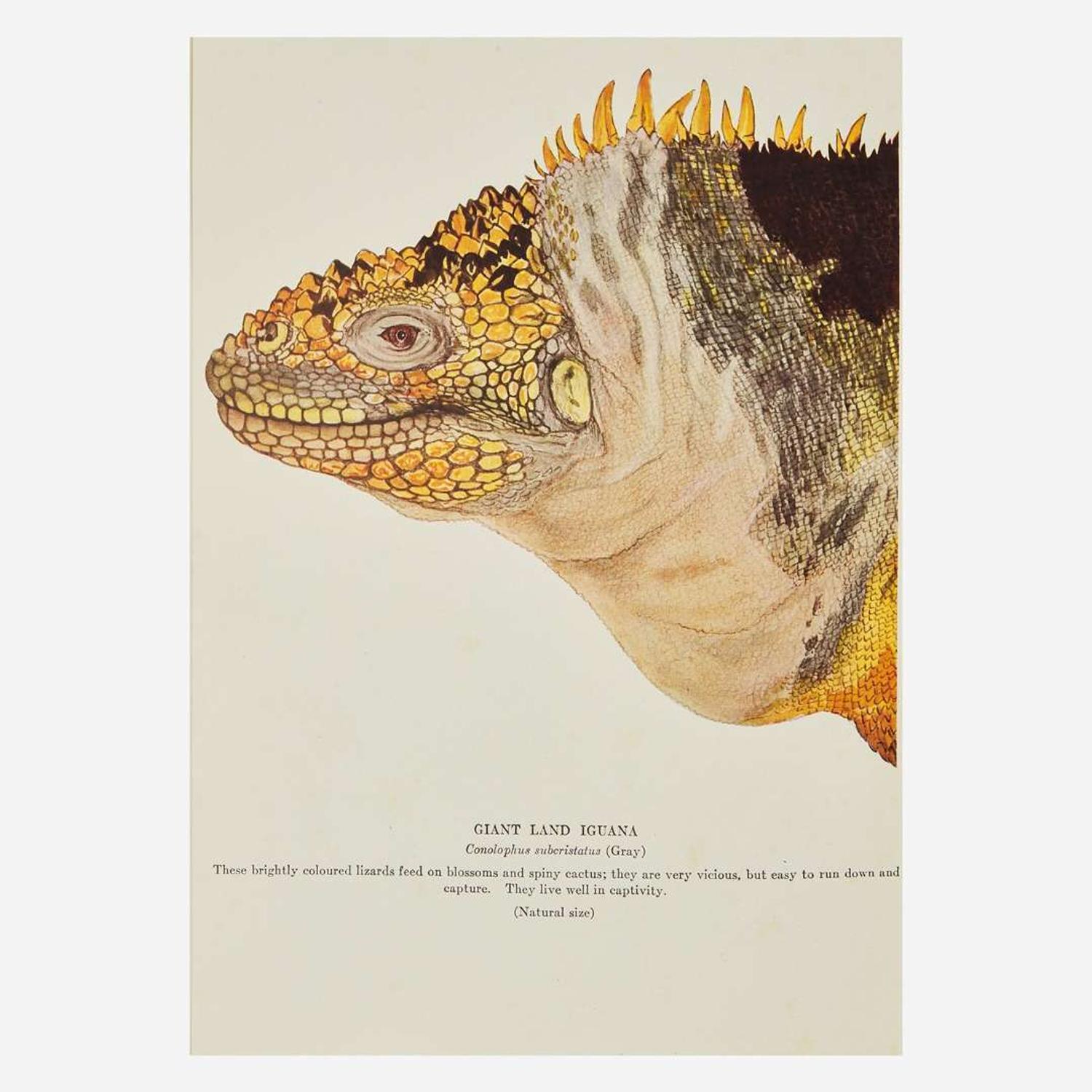 [Science, Medicine & Mathematics] Beebe, (Charles) William "Galapagos: World's End" and 3 Other Titles