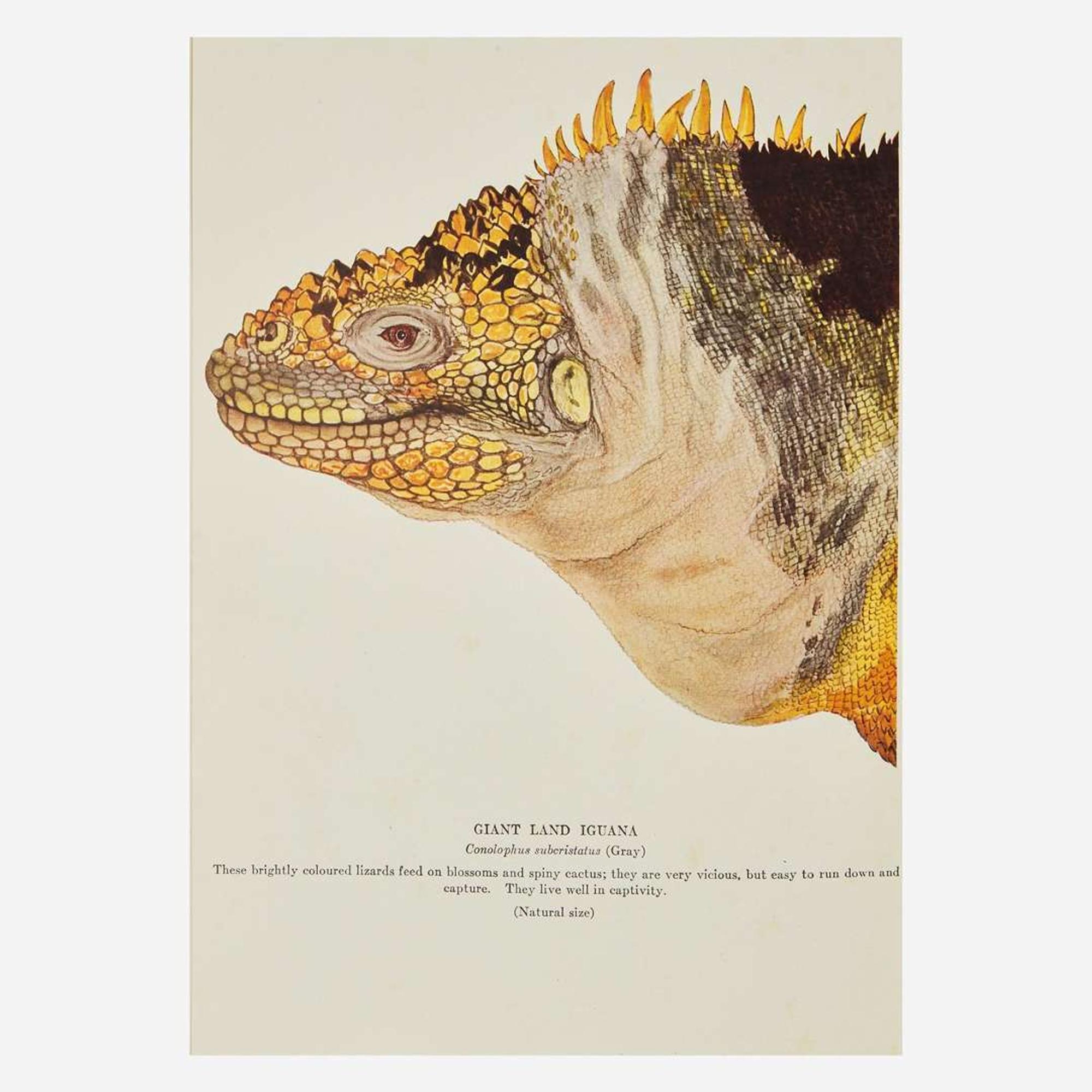 [Science, Medicine & Mathematics] Beebe, (Charles) William "Galapagos: World's End" and 3 Other Titles