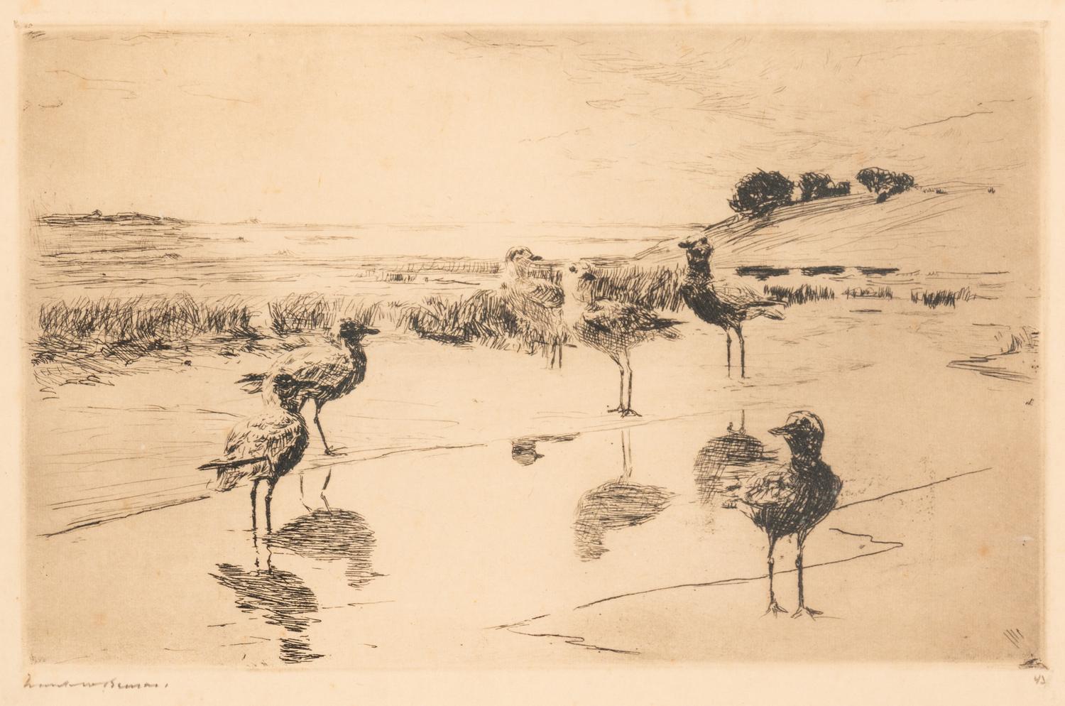 Black Breast Plover