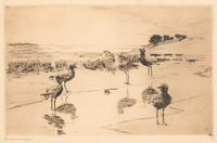 Black Breast Plover