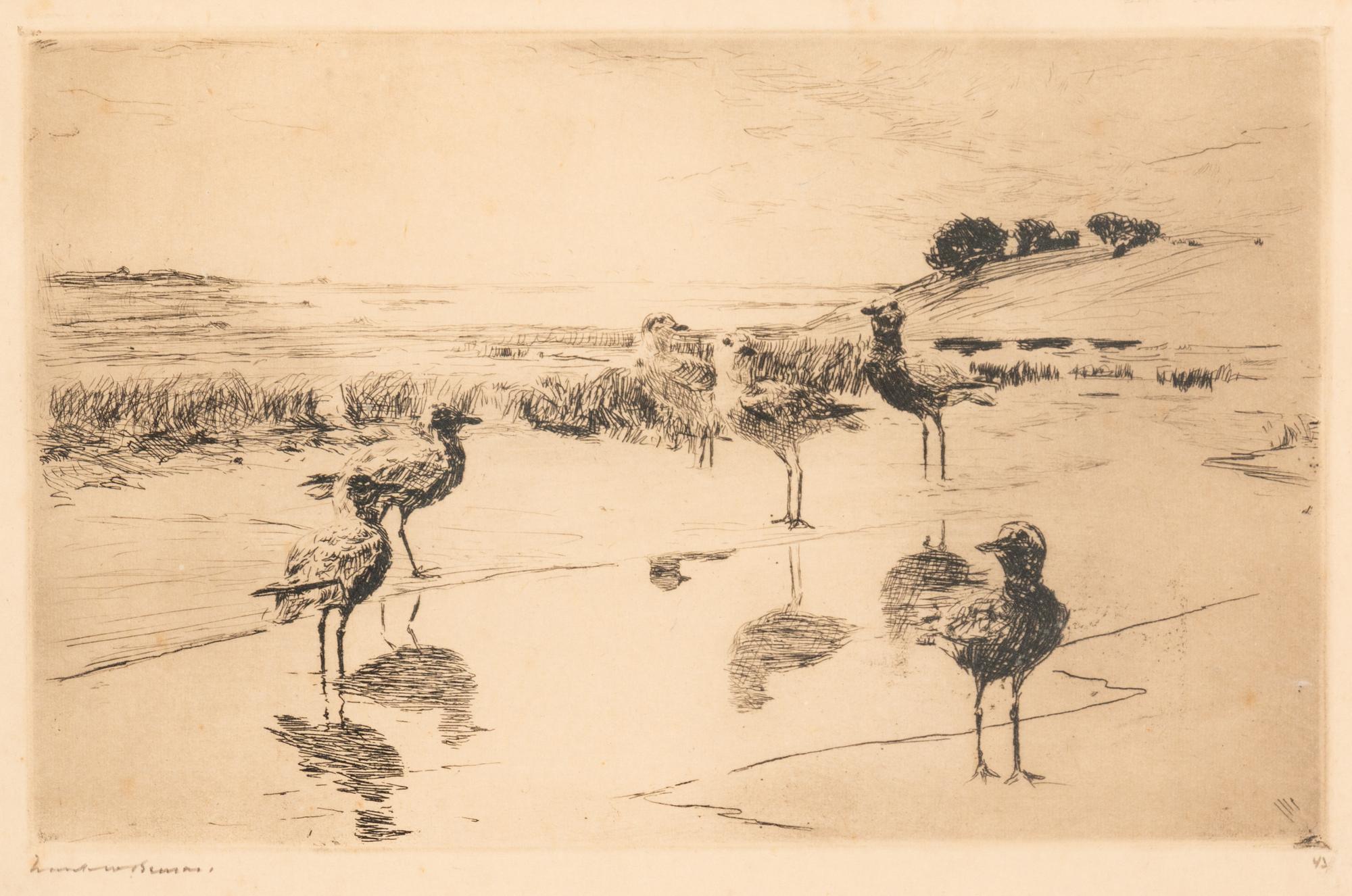 Black Breast Plover