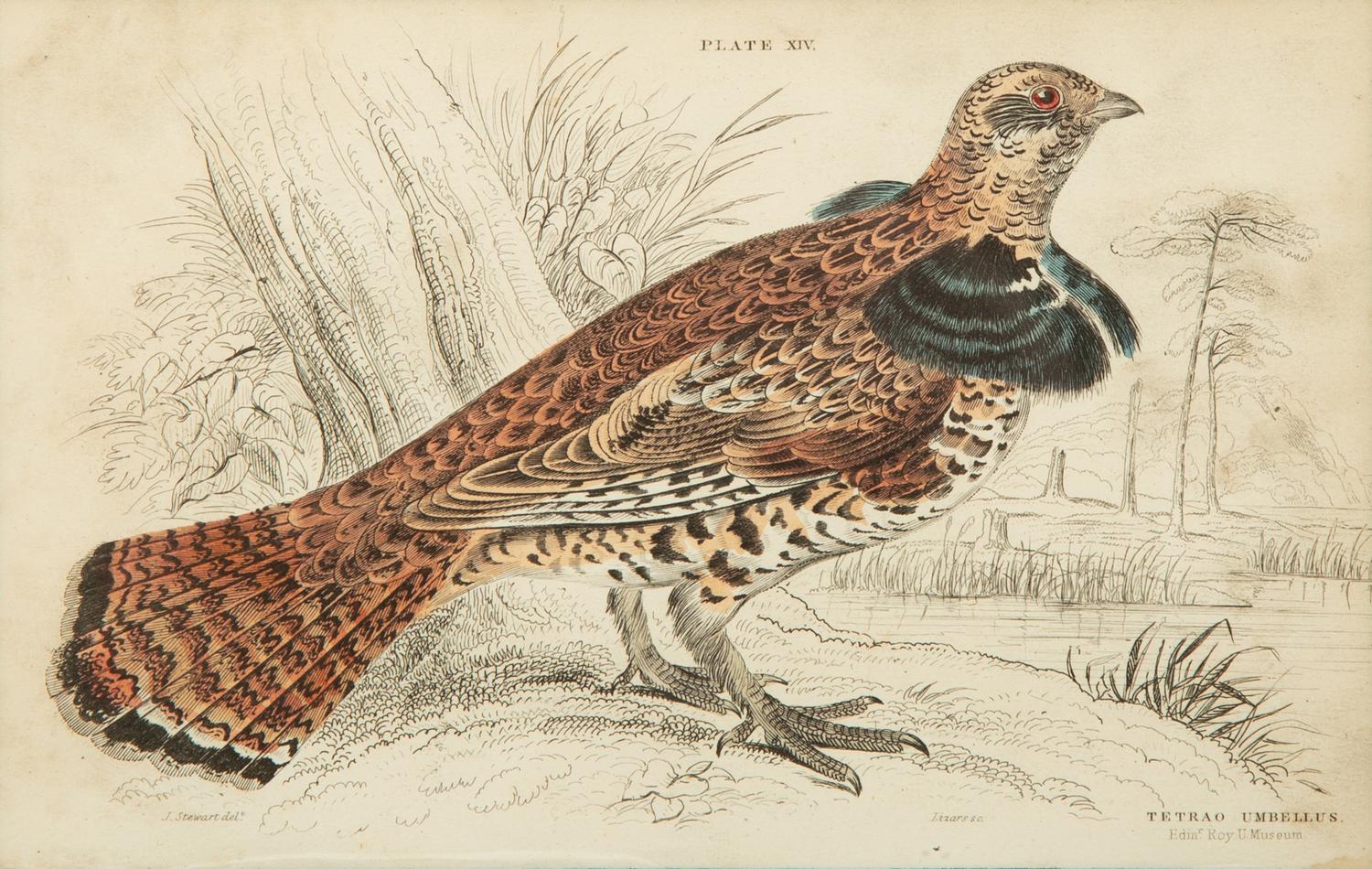A Group of Eight Framed Ornithological Prints — 19TH/20TH CENTURY