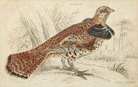A Group of Eight Framed Ornithological Prints — 19TH/20TH CENTURY