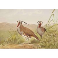 ALEXANDER POPE JUNIOR (AMERICAN 1849-1924) "BLACK DUCK" FROM UPLAND GAME BIRDS AND WATERFOWL OF THE UNITED STATES